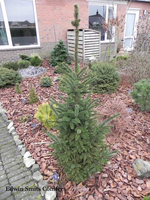 Picea sitchensis 'Water Nymph'